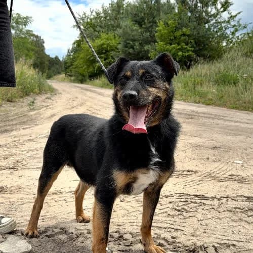 Batory, male puppy Mixed Breed for adoption at Fundacja Puszatek, Warszawa