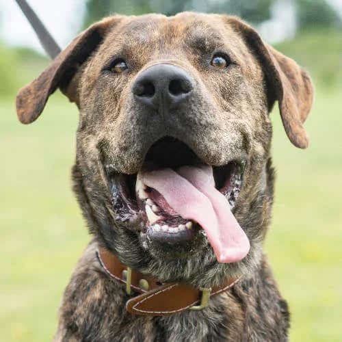 Hunter, male puppy Mixed Breed for adoption at Fundacja Puszatek, Warszawa