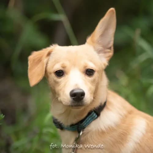 DALIA, female 5yo Mixed Breed for adoption at Fundacja Puszatek, Warszawa
