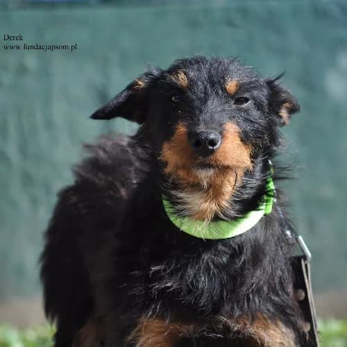 Derek, male puppy Mixed Breed for adoption at Fundacja Puszatek, Warszawa