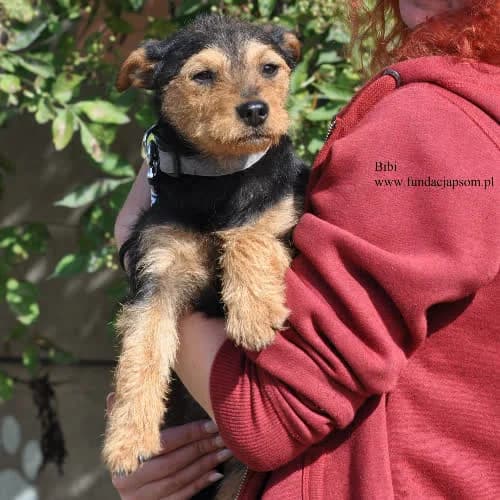 Bibi, female puppy Mixed Breed for adoption at Fundacja Puszatek, Warszawa