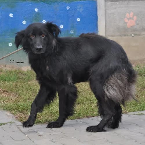 Dalia, female puppy Mixed Breed for adoption at Fundacja Puszatek, Warszawa