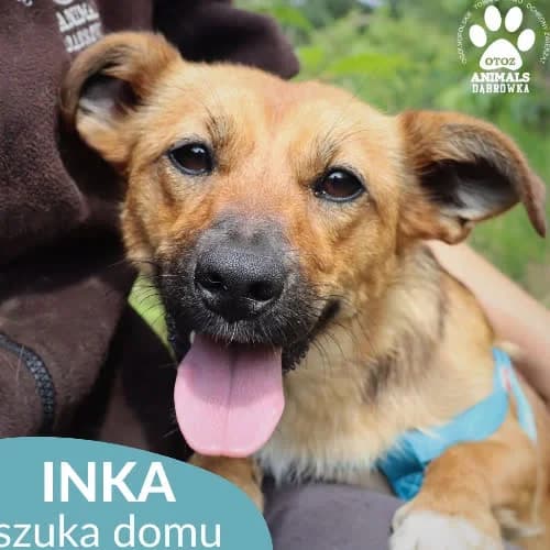 INKA, female puppy Mixed Breed for adoption at Fundacja Puszatek, Warszawa