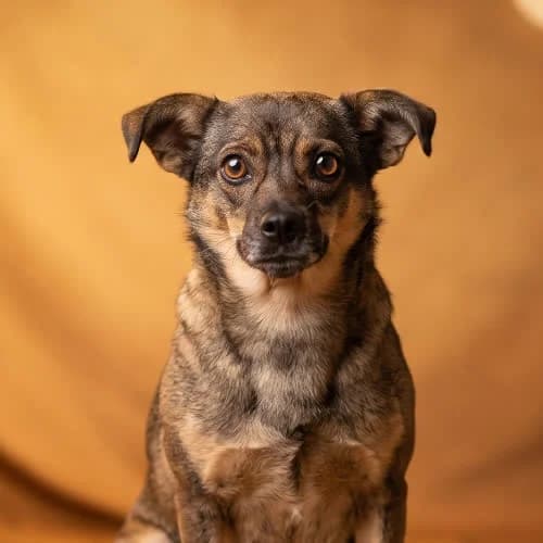 AKSAMITKA, female puppy Mixed Breed for adoption at Fundacja Puszatek, Warszawa