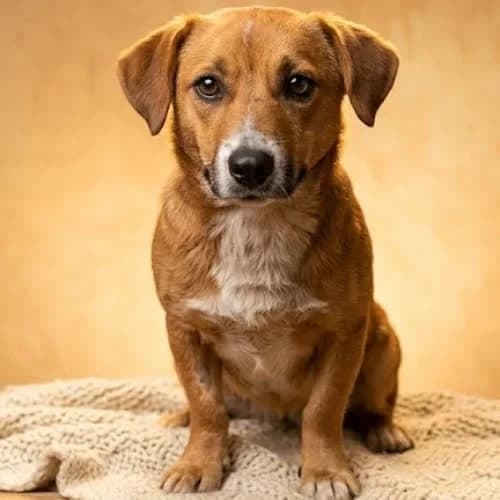Orzeszek, male senior Mixed Breed for adoption at Fundacja Puszatek, Warszawa