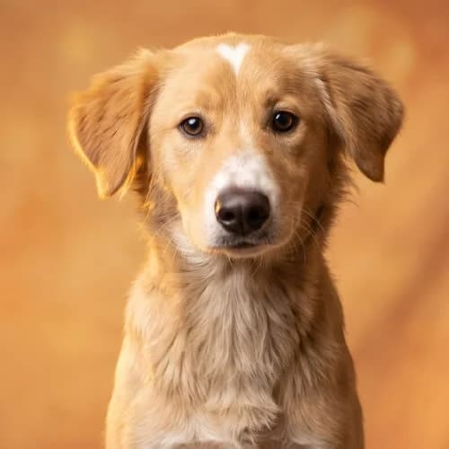 Obłoczek, male senior Mixed Breed for adoption at Fundacja Puszatek, Warszawa