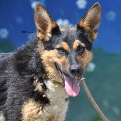 Mirabelka, female puppy Mixed Breed for adoption at Fundacja Puszatek, Warszawa