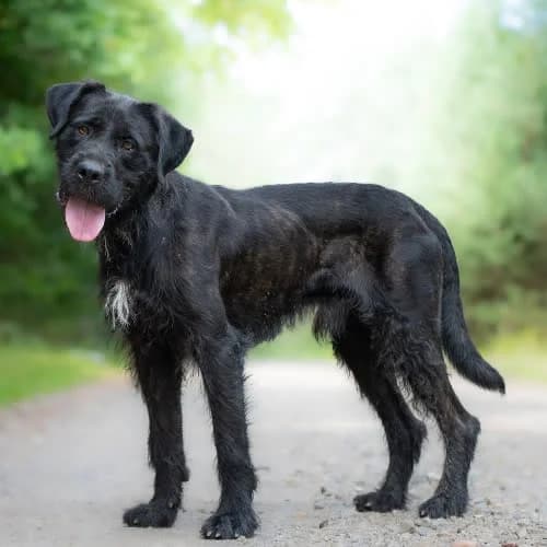 sznaucerkowySEKIRO, male 3yo Mixed Breed for adoption at Fundacja Puszatek, Warszawa