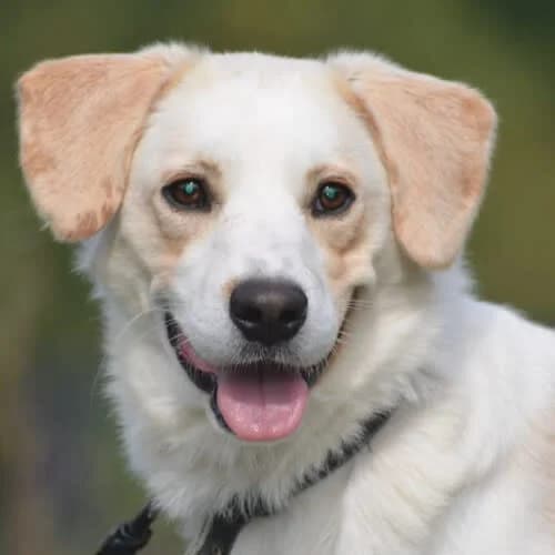 Kamil, male puppy Mixed Breed for adoption at Fundacja Puszatek, Warszawa