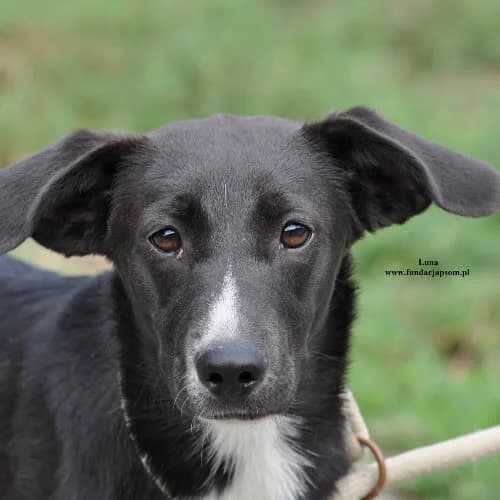 Luna, female puppy Mixed Breed for adoption at Fundacja Puszatek, Warszawa