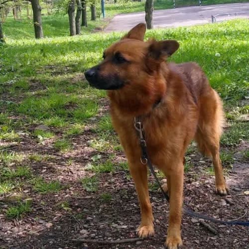 Urwis, male senior Mixed Breed for adoption at Fundacja Puszatek, Warszawa
