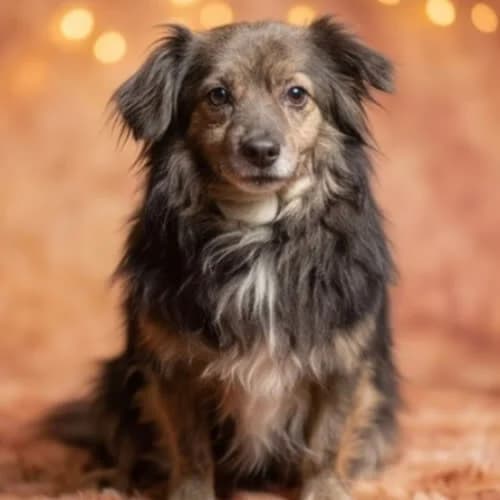 OSET, male puppy Mixed Breed for adoption at Fundacja Puszatek, Warszawa