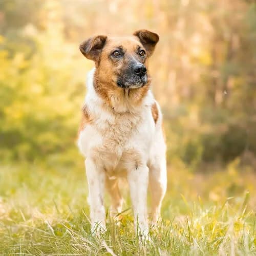 ciapek NIRMAL, male puppy Mixed Breed for adoption at Fundacja Puszatek, Warszawa