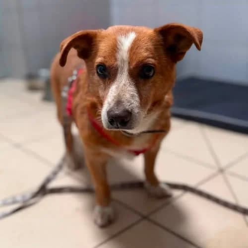 Bing, male puppy Mixed Breed for adoption at Fundacja Puszatek, Warszawa