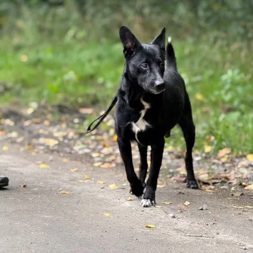 Grafik, male puppy Mixed Breed for adoption at Fundacja Puszatek, Warszawa
