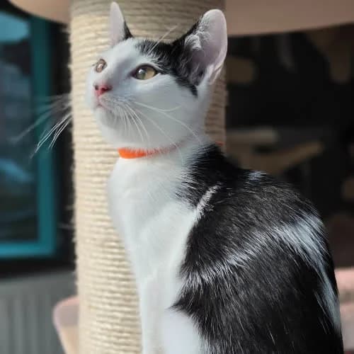 Draco, male 3yo Mixed Breed for adoption at Fundacja Puszatek, Warszawa