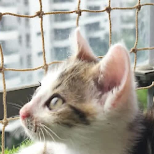 Galeon, male 3yo Mixed Breed for adoption at Fundacja Puszatek, Warszawa