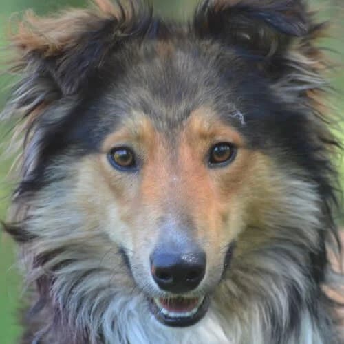 Archie, male young Mixed Breed for adoption at Fundacja Puszatek, Warszawa