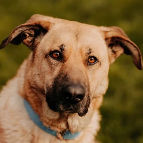 Furia, female puppy Mixed Breed for adoption at Fundacja Puszatek, Warszawa