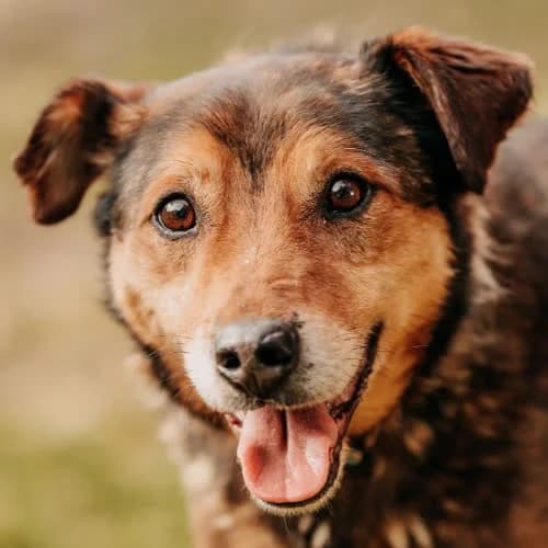 Promyk, male puppy Mixed Breed for adoption at Fundacja Puszatek, Warszawa
