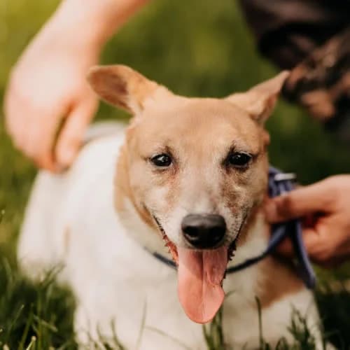 Coffee, female puppy Mixed Breed for adoption at Fundacja Puszatek, Warszawa