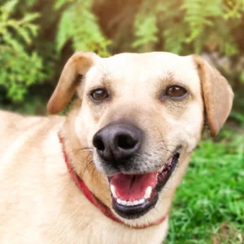 Ami, female puppy Mixed Breed for adoption at Fundacja Puszatek, Warszawa