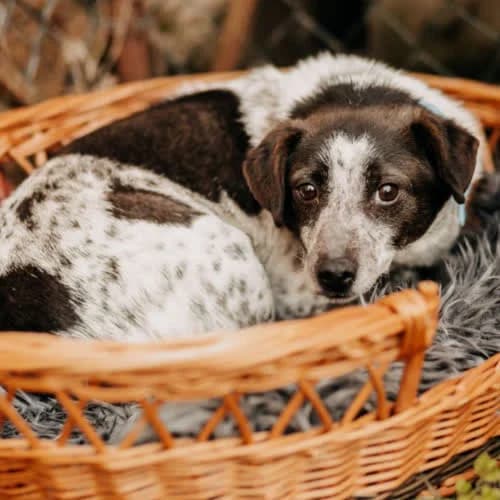 Cheddar, male puppy Mixed Breed for adoption at Fundacja Puszatek, Warszawa