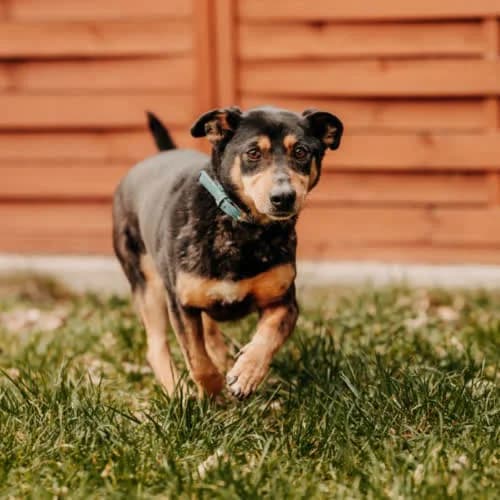 Mike, male puppy Mixed Breed for adoption at Fundacja Puszatek, Warszawa