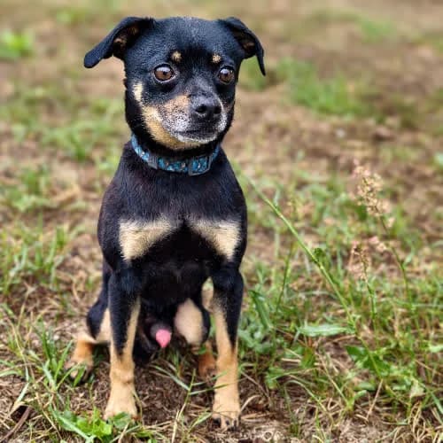 Zgredek, male 7yo Mixed Breed for adoption at Fundacja Puszatek, Warszawa