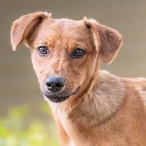 dziecinka TEREZ, female 4yo Mixed Breed for adoption at Fundacja Puszatek, Warszawa