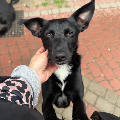 Lena, female puppy Mixed Breed for adoption at Fundacja Puszatek, Warszawa