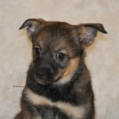 Lily, female young Mixed Breed for adoption at Fundacja Puszatek, Warszawa