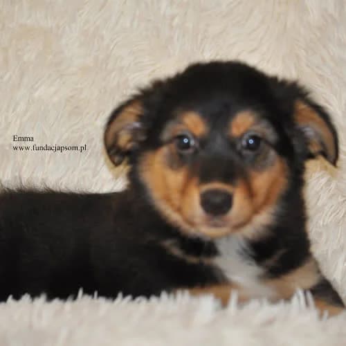 Emma, female young Mixed Breed for adoption at Fundacja Puszatek, Warszawa