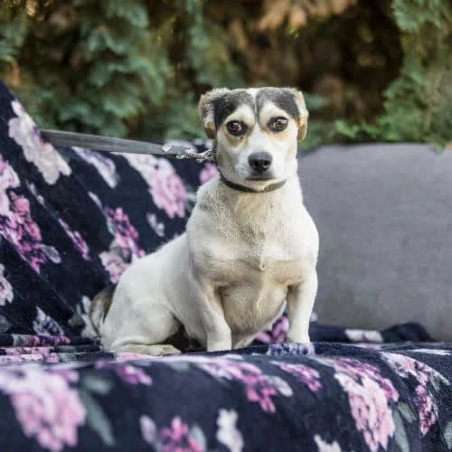 Żelka, female puppy Mixed Breed for adoption at Fundacja Puszatek, Warszawa