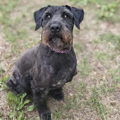 Thor, male puppy Mixed Breed for adoption at Fundacja Puszatek, Warszawa