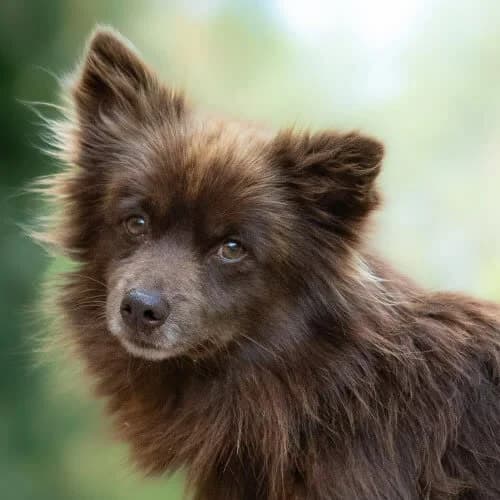 delikatny VOLPI, male young Mixed Breed for adoption at Fundacja Puszatek, Warszawa
