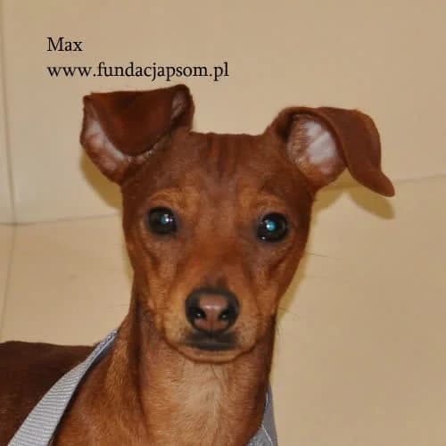Max, male puppy Mixed Breed for adoption at Fundacja Puszatek, Warszawa