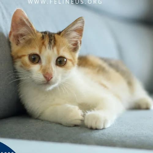 Niuszka, female 3yo Mixed Breed for adoption at Fundacja Puszatek, Warszawa
