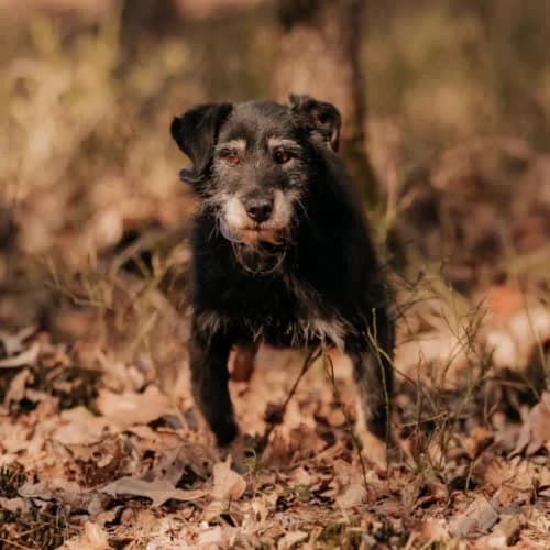 Sid, male puppy Mixed Breed for adoption at Fundacja Puszatek, Warszawa
