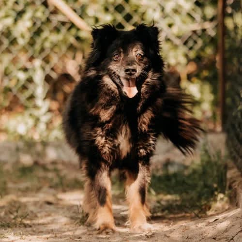 Jumper, male puppy Mixed Breed for adoption at Fundacja Puszatek, Warszawa