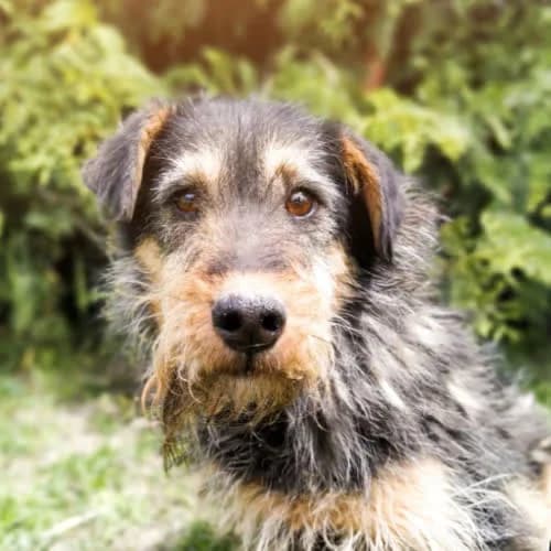 Talarek, male puppy Mixed Breed for adoption at Fundacja Puszatek, Warszawa