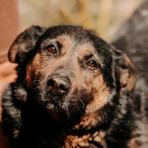 Negra, female puppy Mixed Breed for adoption at Fundacja Puszatek, Warszawa