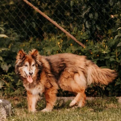 Waldzio, male puppy Mixed Breed for adoption at Fundacja Puszatek, Warszawa