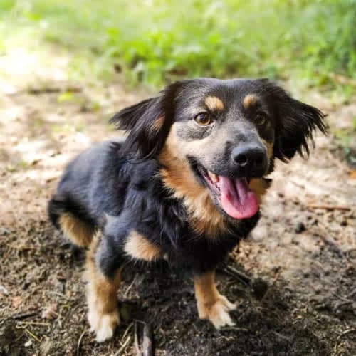 Kate, female puppy Mixed Breed for adoption at Fundacja Puszatek, Warszawa