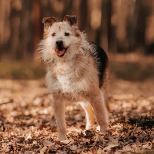 Ron, male puppy Mixed Breed for adoption at Fundacja Puszatek, Warszawa