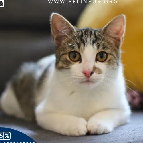 Alfi, male 3yo Mixed Breed for adoption at Fundacja Puszatek, Warszawa