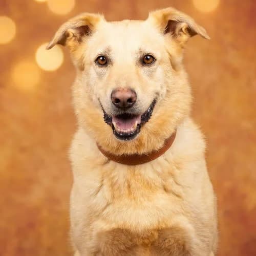 ODYN, male 7yo Mixed Breed for adoption at Fundacja Puszatek, Warszawa
