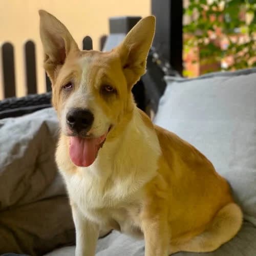 Bolo, male 6yo Mixed Breed for adoption at Fundacja Puszatek, Warszawa