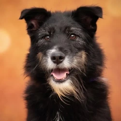 AMO, male puppy Mixed Breed for adoption at Fundacja Puszatek, Warszawa
