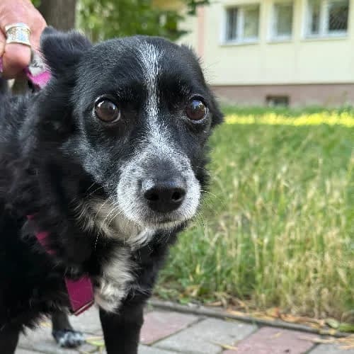 Tosia, female puppy Mixed Breed for adoption at Fundacja Puszatek, Warszawa